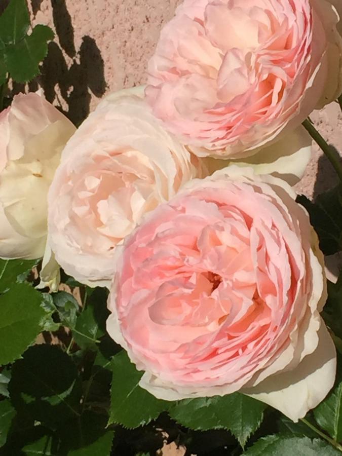 Rose Garden Mezzanine Bed and Breakfast Giverny Exterior foto